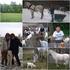 Pokyny pre majiteľov a držiteľov oviec a kôz k vedeniu centrálnej evidencie hospodárskych zvierat v Slovenskej republike
