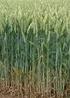 Pšenice tvrdá ozimá [Durum wheat]