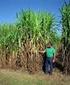 Cielene pestovaná biomasa na poľnohospodárskej pôde Rýchlorastúce dreviny a miscanthus stabilný zdroj biomasy