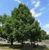 Lípa velkolistá (Tilia platyphyllos) roste na ulici Poláškova nedaleko náměstí. Obvod kmene má 343 cm a výšku 18 m, stáří je odhadováno na 100 let.