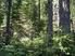 Mapování lesních stanovišť v UBC Alex Fraser Research Forest