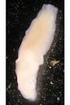 Platyhelminthes - ploštěnci: Turbellaria ploštěnky