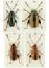 New and interesting records of leaf beetles from Moravia (Coleoptera: Megalopodidae, Chrysomelidae)