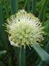 CIBULE ZIMNÍ, SEČKA BUNCHING ONION WELSH ONION, JAPANESE BUNCHING ONION