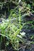 Zajímavé rostliny na usazovacích polích cukrovarů na Hané