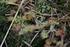 Vegetační dynamika třeboňských blatkových rašelinišť po narušení
