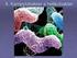 Vyšetření citlivosti k antibiotikům u Campylobacter jejuni a Campylobacter coli podle EUCAST