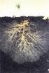 Interaction of arbuscular mycorrhiza and ectomycorrhiza