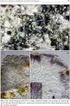 ZAJÍMAVÉ NÁLEZY LIŠEJNÍKŮ VE STŘEDNÍM POVLTAVÍ II. SAXIKOLNÍ DRUHY Interesting records of lichens in the Middle Vltava Region II. saxicolous species