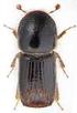 Lýkožrout modřínový Ips cembrae (Coleoptera: Curculionidae, Scolytinae) v České republice: analýza vývoje populací a vzorků z feromonových lapačů