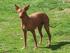 MEXICKÝ NAHÁČ (Bezsrstá a osrstěná varieta) (XOLOITZCUINTLE)