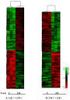 ANALYSIS OF SERPINE1 GENE VARIABILITY IN PIGS