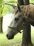 AKTUÁLNÍ SITUACE KONÍ BEZ PLEMENNÉ PŘÍSLUŠNOSTI V ČESKÉ REPUBLICE Actual situation in the horse breeding in Czech Republik for horses without pedigree