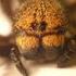 Diverzita štírků (Arachnida: Pseudoscorpiones) Evropy