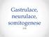 Gastrulace, neurulace, somitogenese 508