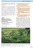 XDE02 Symphyto officinalis- -Anthriscetum sylvestris Passarge 1975 * Nitrofilní ruderální vegetace s kerblíkem lesním