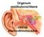 Organum vestibulocochleare. Ústrojí sluchověrovnovážné