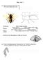 Hmyz - list č. 1. 1/ Pomocí lupy pozorujte stavbu těla včely: Tělo včely je rozděleno do tří částí: a).. b).. c)..