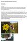 Slunečnice topinambur (Helianthus tuberosus)