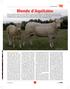 Blonde d Aquitaine Blonde d Aquitaine Historie chovu plemene   press.cz 2/2016