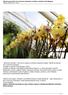 Nechte se okouzlit vůní a barvami tropických orchidejí ve skleníku Fata Morgana Pátek, 03 Březen :59