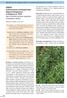 XDD03 Anthriscetum trichospermae Hejný et Krippelová in Hejný et al Jarní nitrofilní lemová vegetace s kerblíkem třebulí