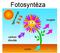 Fotosyntézu lze schematicky vyjádřit: hv CO2 + 2 H2O (CH2O)+ O2 + H2O. Rozčlenění pochodů v chloroplastu na membránové a enzymové: